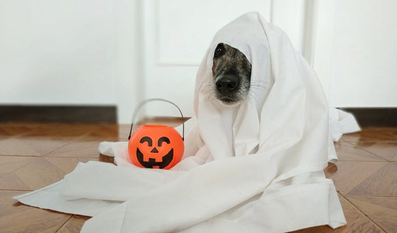 Halloween Pet Dangers