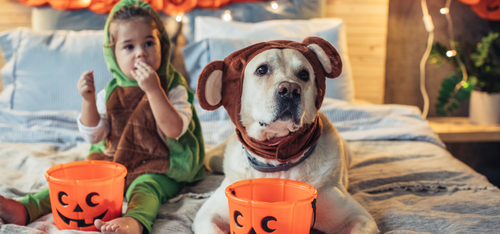 Halloween Pet Dangers