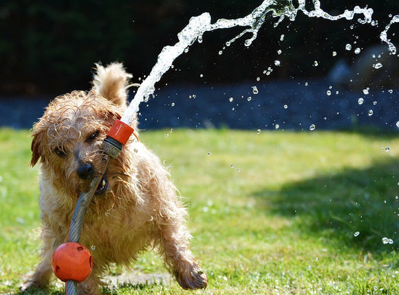 Cool Pet Tips for the Dog Days of Summer