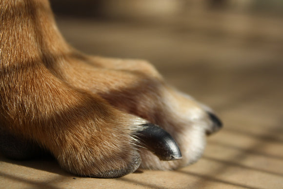 How to Trim a Dog's Toenails