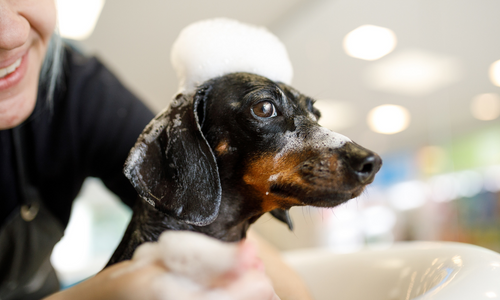 Dog being washed