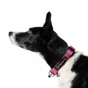 Goldpaw Swift Lock Collar Sunset