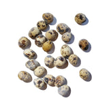 Savage Pet Frozen Quail Eggs 24ct