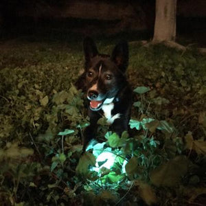 Petmate Chuckit Max Glow Ball