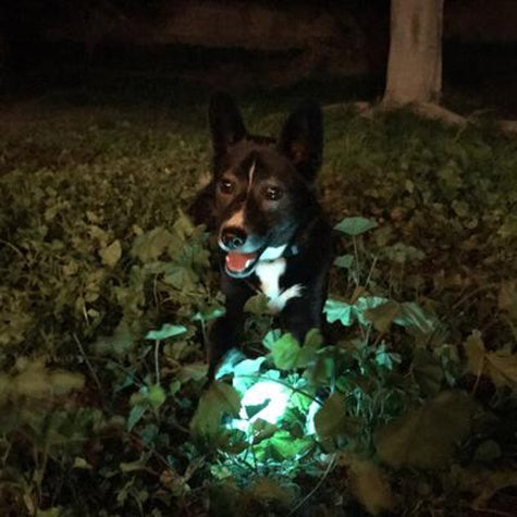 Petmate Chuckit Max Glow Ball